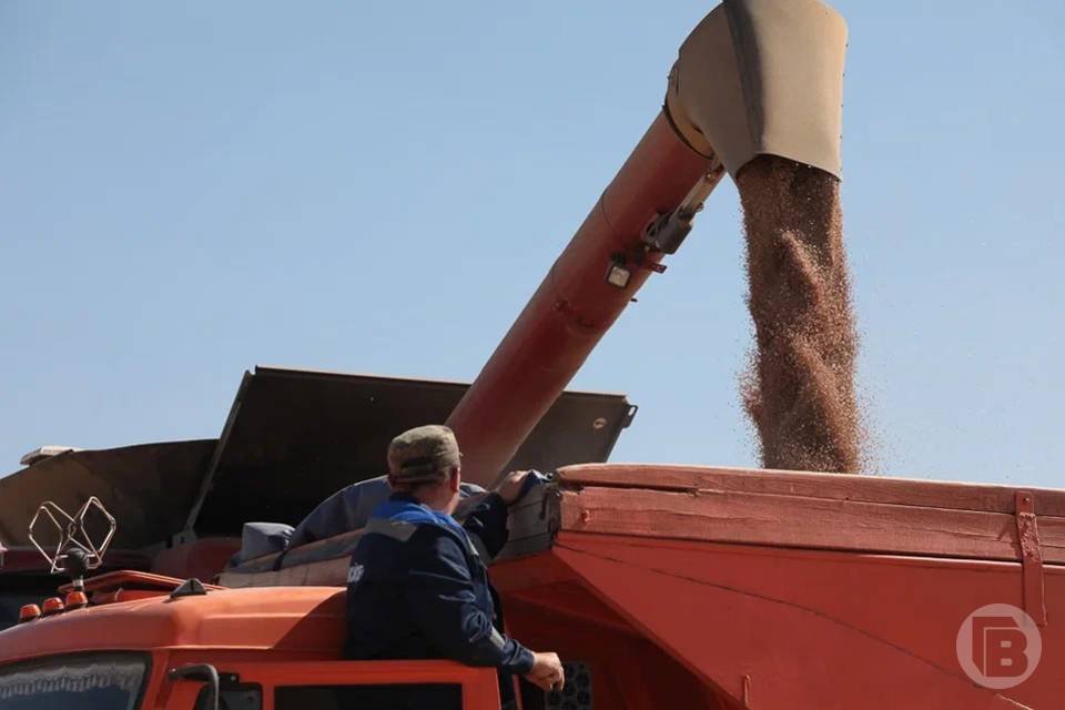 Волгоградский предприниматель утаил сведения о продовольственной пшеницы