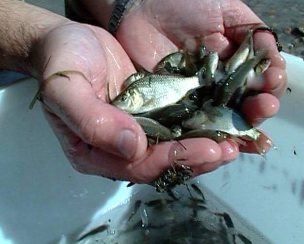 В 2025 году в водоемы Волгоградской области выпустили 14,5 млн мальков рыбы