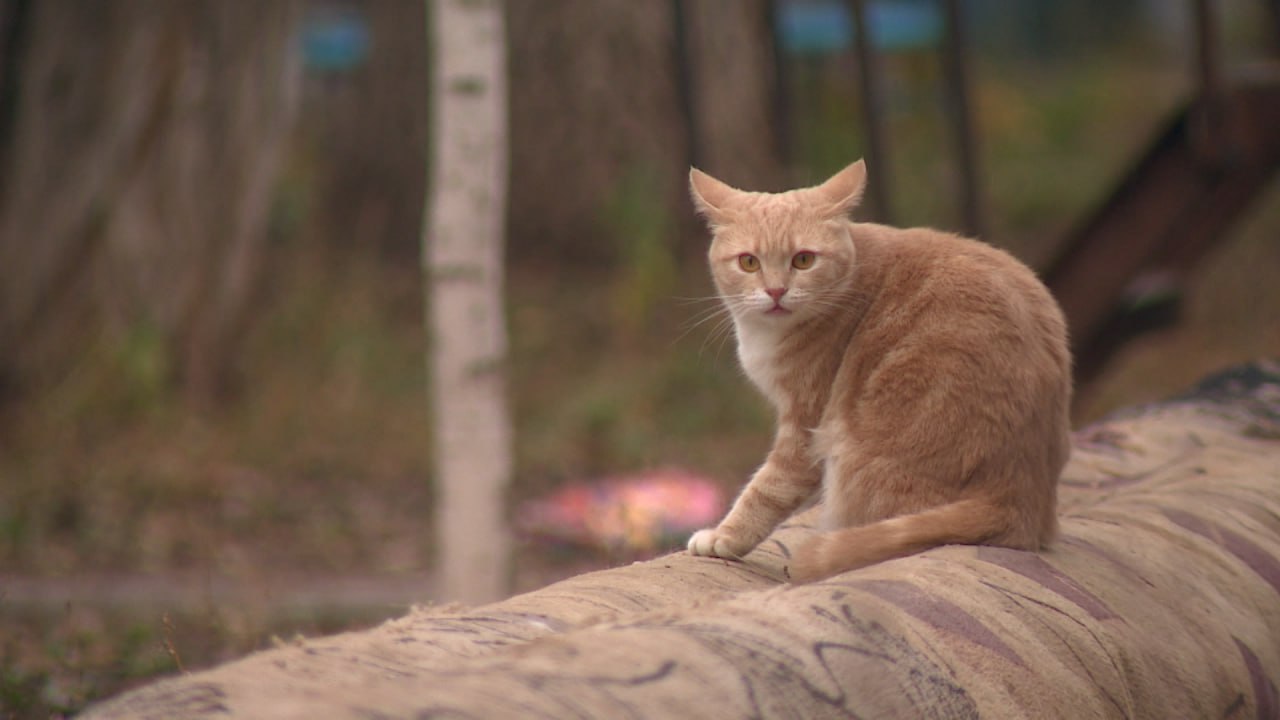 Проблемную теплотрассу на юге Волгограда утепляют коврами Проблемную теплотрассу на юге Волгограда утепляют коврами
