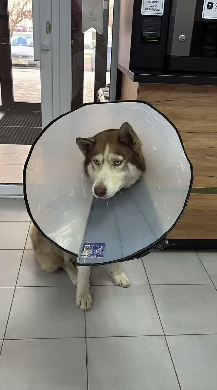 Как в Волгограде два месяца ловили собаку, которая каталась на трамваях, автобусах и даже перебралась через Волгу