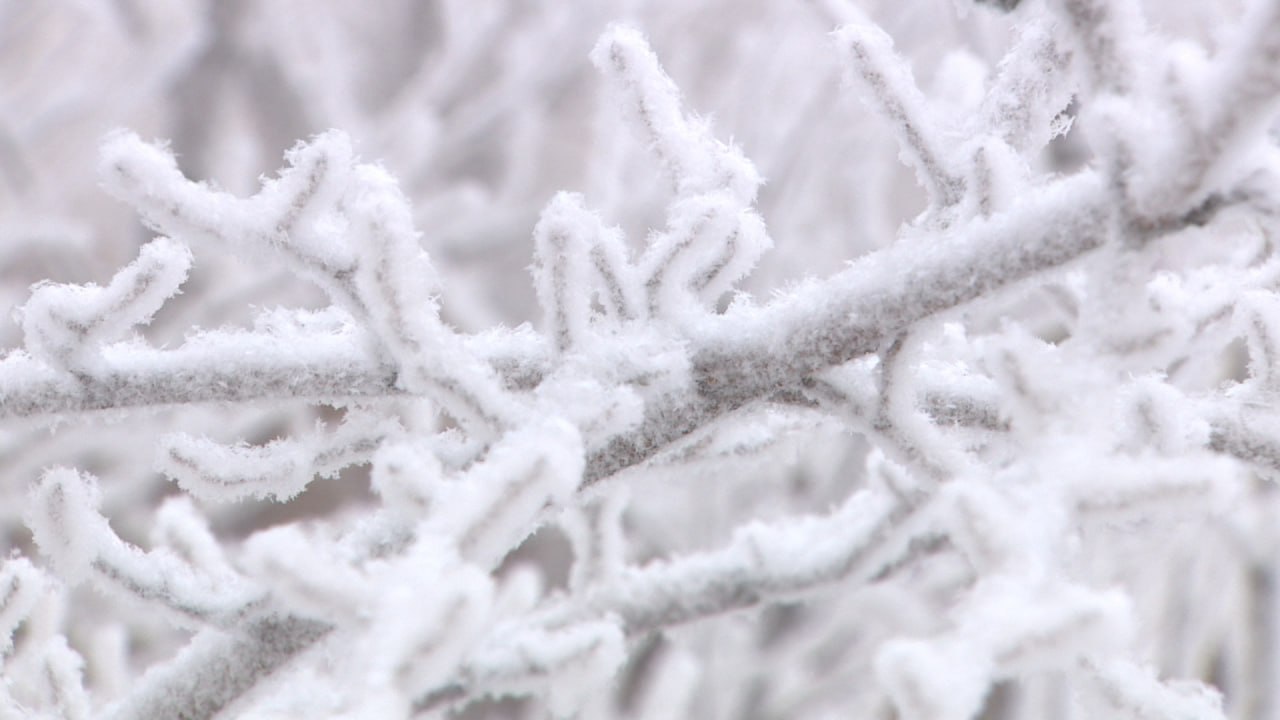 Метель накроет Волгоград и область с 13 декабря