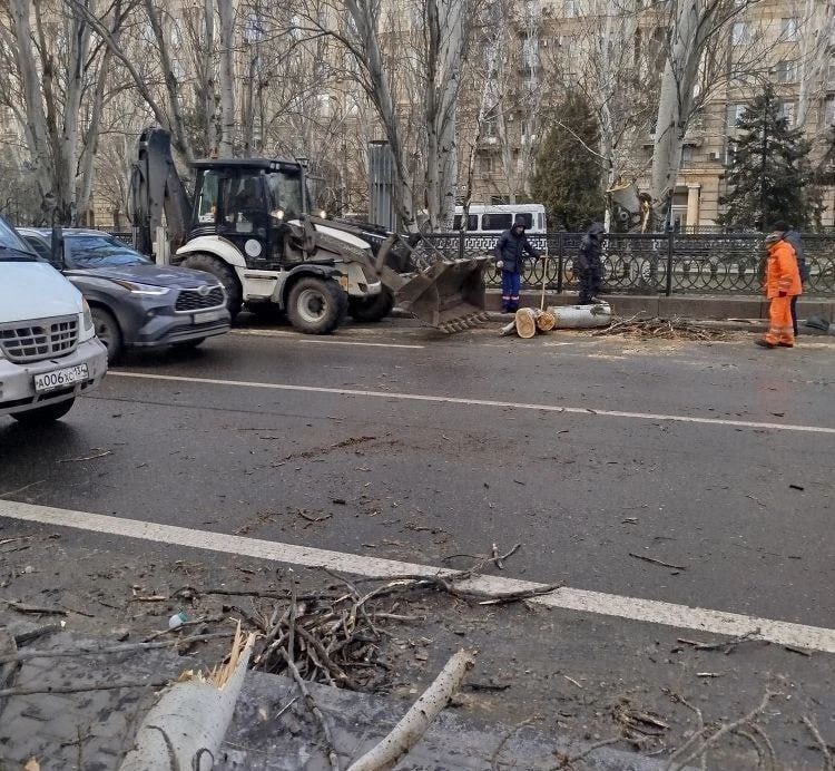 В Волгограде коммунальщики убрали дерево с проезжей части