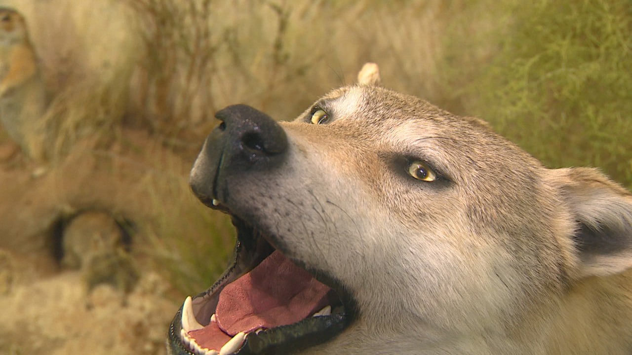 Таксидермисты из Владимира реставрируют чучела животных в краеведческом музее Волгограда Таксидермисты из Владимира реставрируют чучела животных в краеведческом музее Волгограда