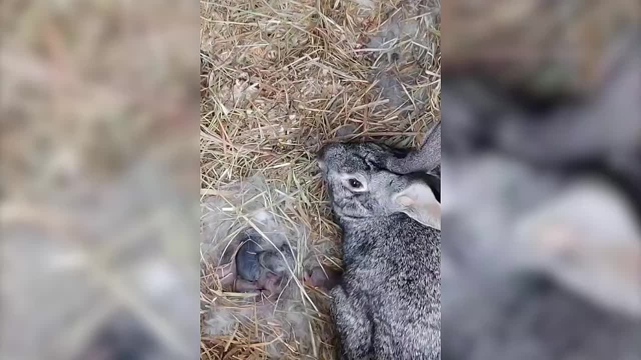 Семеро кроликов родились в ЦПКиО Волгограда