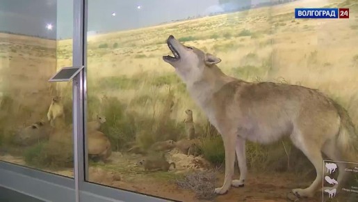 Таксидермисты из Владимира реставрируют чучела животных в краеведческом музее Волгограда