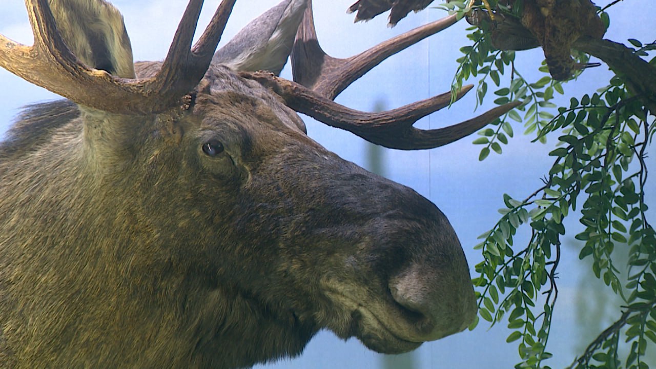 Таксидермисты из Владимира реставрируют чучела животных в краеведческом музее Волгограда Таксидермисты из Владимира реставрируют чучела животных в краеведческом музее Волгограда