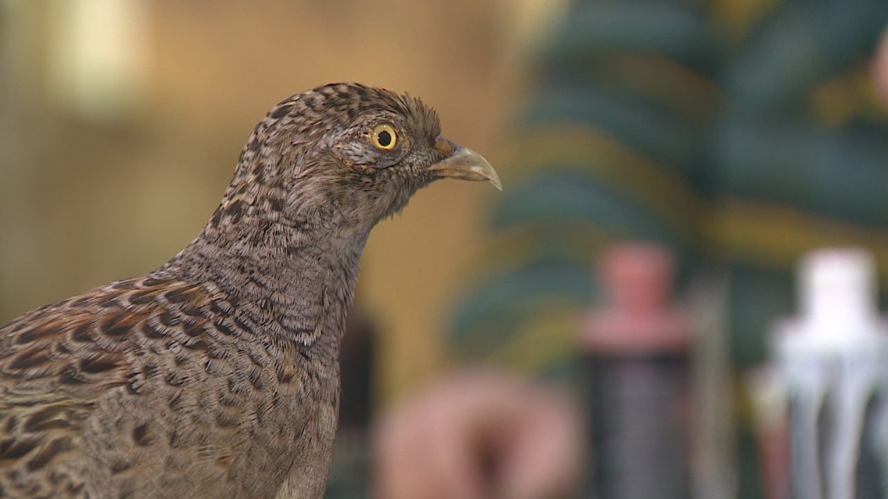 Таксидермисты из Владимира реставрируют чучела животных в краеведческом музее Волгограда Таксидермисты из Владимира реставрируют чучела животных в краеведческом музее Волгограда