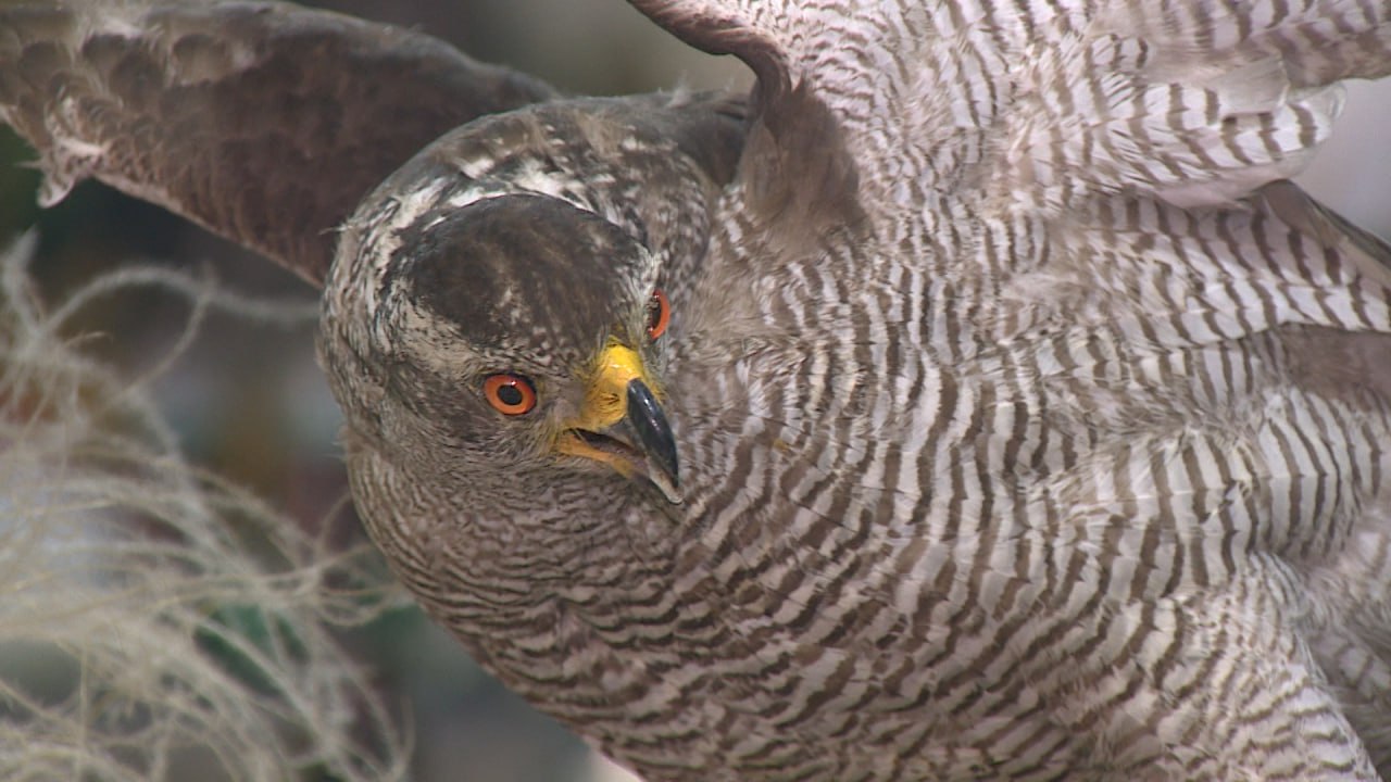 Таксидермисты из Владимира реставрируют чучела животных в краеведческом музее Волгограда Таксидермисты из Владимира реставрируют чучела животных в краеведческом музее Волгограда