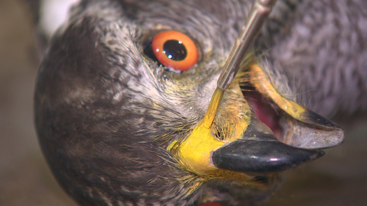 Таксидермисты из Владимира реставрируют чучела животных в краеведческом музее Волгограда Таксидермисты из Владимира реставрируют чучела животных в краеведческом музее Волгограда