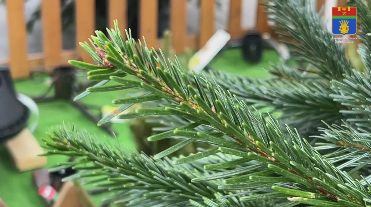 В Волгограде приступают к работе специализированные площадки для продажи новогодних деревьев