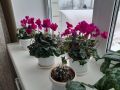 Зимний карнавальчик: что цветет на подоконниках в холодные дни