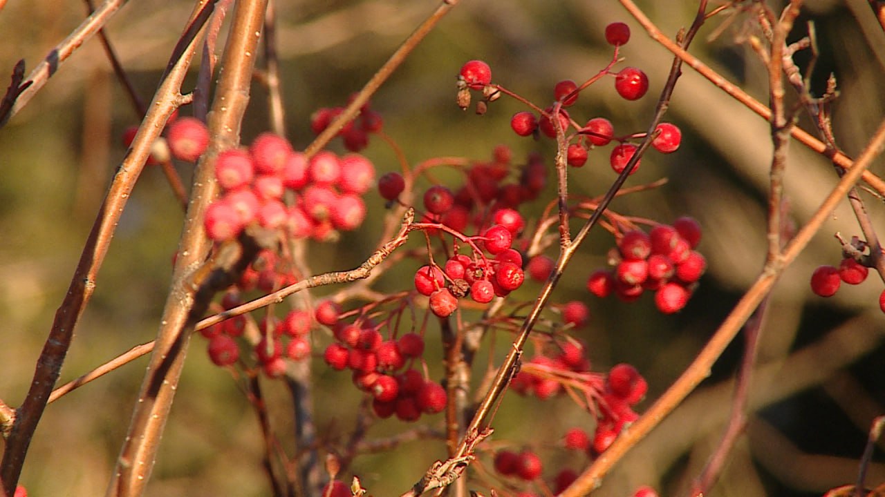 Потепление идет на смену морозам в Волгоградской области