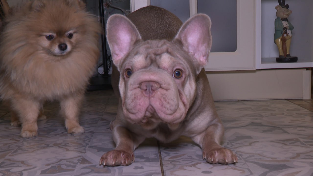 Новогодние торжества все ближе Новогодние торжества все ближе