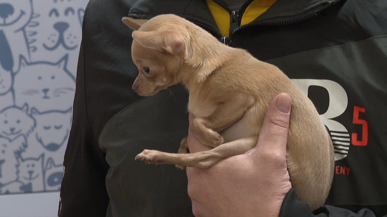 Новогодние торжества все ближе Новогодние торжества все ближе