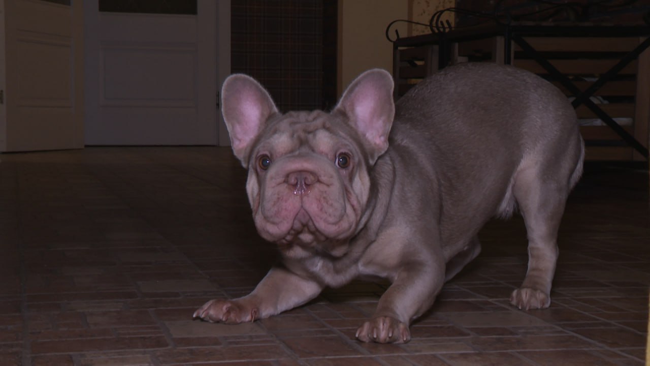 Новогодние торжества все ближе Новогодние торжества все ближе