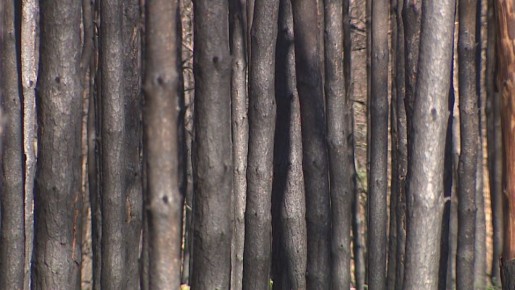 ������������� ������� ������� ������ �� ������������ ������� �� ��������� ����� � 2026 ����