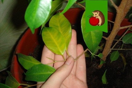 ������ ������� � ������� ������ ������: �������� ������� � �������