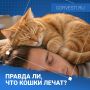 Правда ли, что кошки лечат?