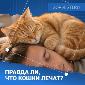 Правда ли, что кошки лечат?