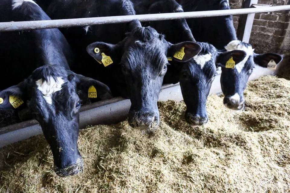 Запасы кормов выросли на 10,5% в Волгоградской области