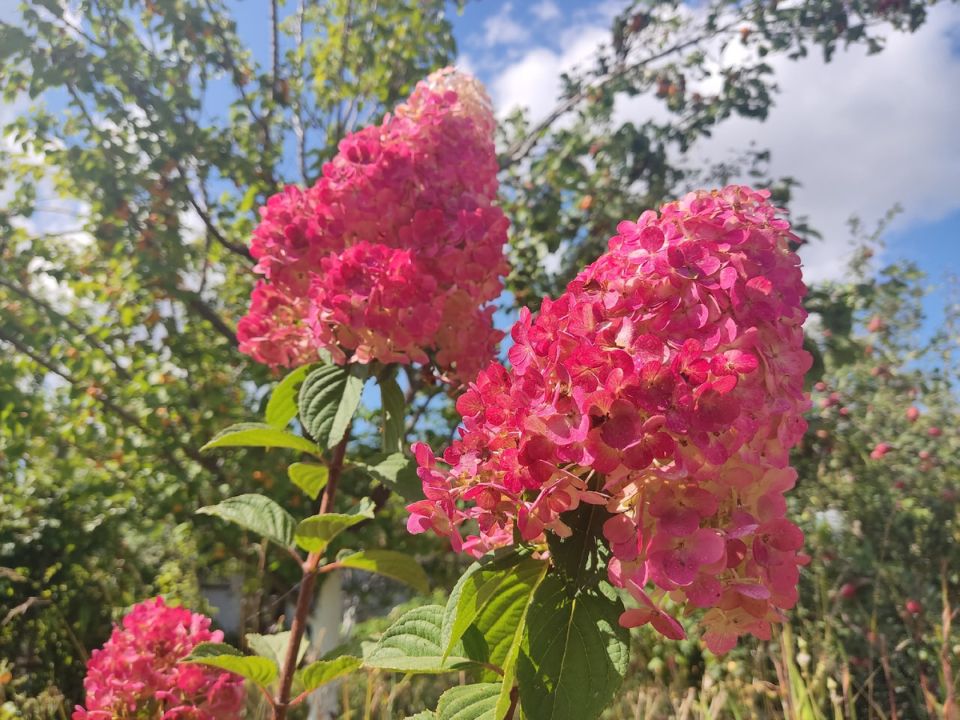 �������� � ��������� � garden-�������: �� ������� �� ��������������