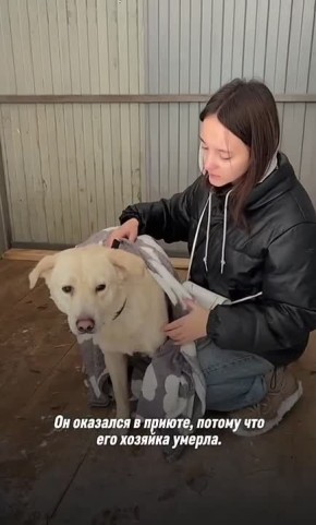 Большая трагедия и новогоднее чудо для Кокоса: в Волгограде пес накануне Нового года потерял любимую хозяйку и нашел новую семью