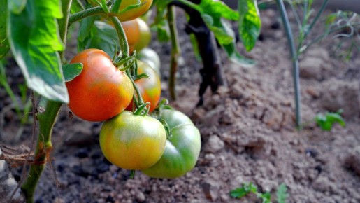 ������ ����� �������� �������� �� ����������� ����� �������: ���� ������ ��� ��������� ������