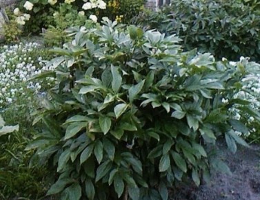 ��� ����������� ����� � ����: ������ ��� ������ �������� �� ��������� ���