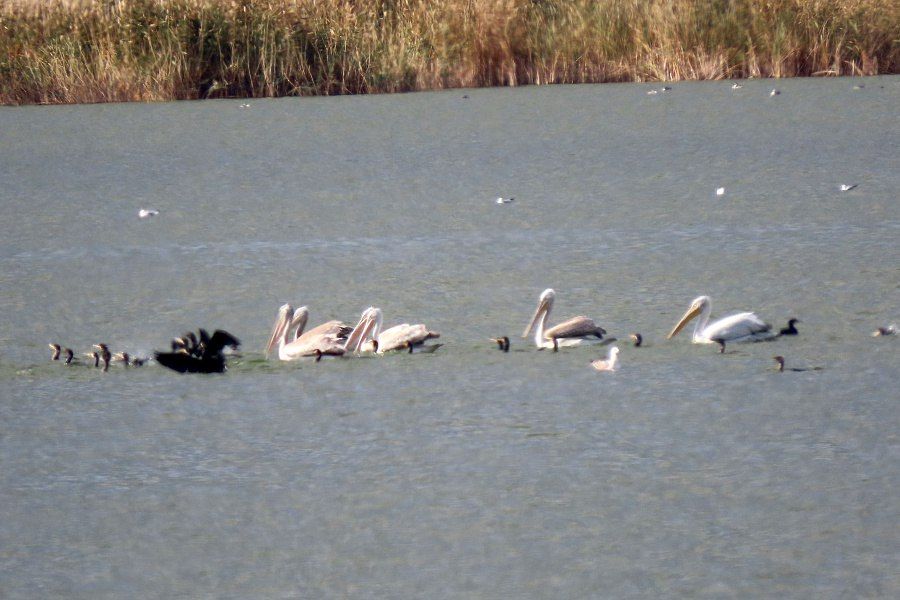 � ������������� ������� ����������� ������������� �������� �������