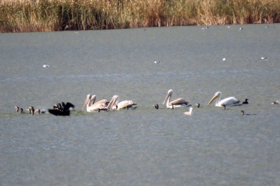 �������� ������� ����������� � ������������� �������