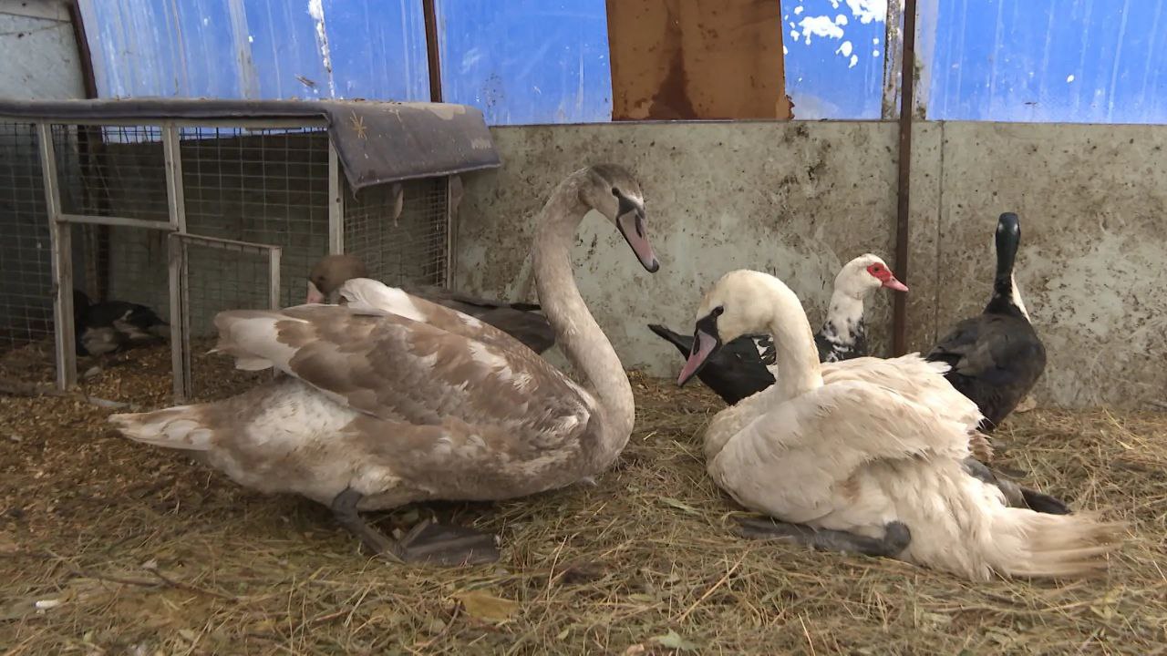 Волгоградские волонтеры спасли двух лебедей из ледяного плена Волгоградские волонтеры спасли двух лебедей из ледяного плена