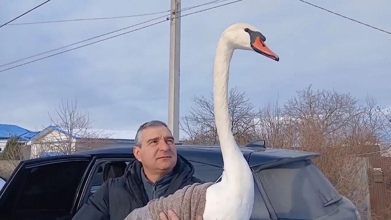 Волгоградские волонтеры спасли двух лебедей из ледяного плена Волгоградские волонтеры спасли двух лебедей из ледяного плена