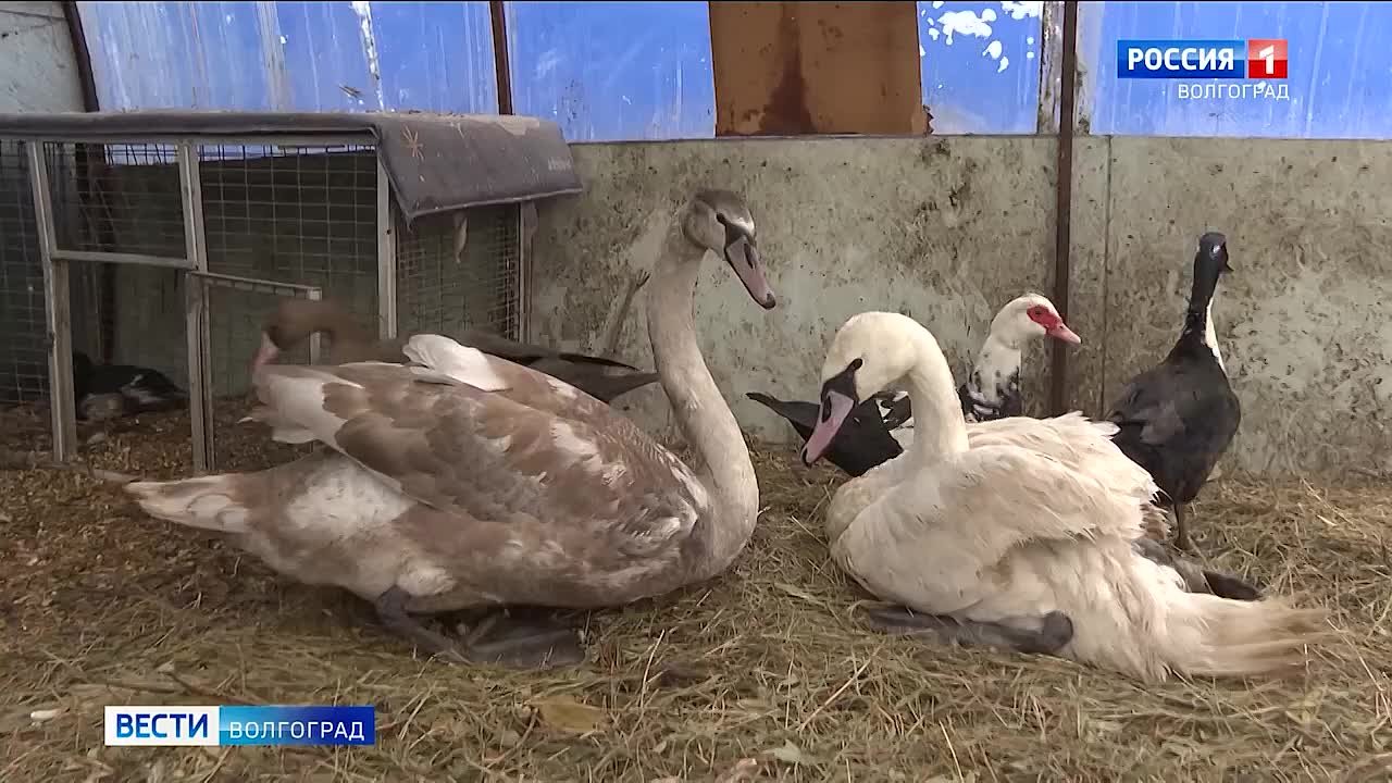 Волгоградские волонтеры спасли двух лебедей из ледяного плена