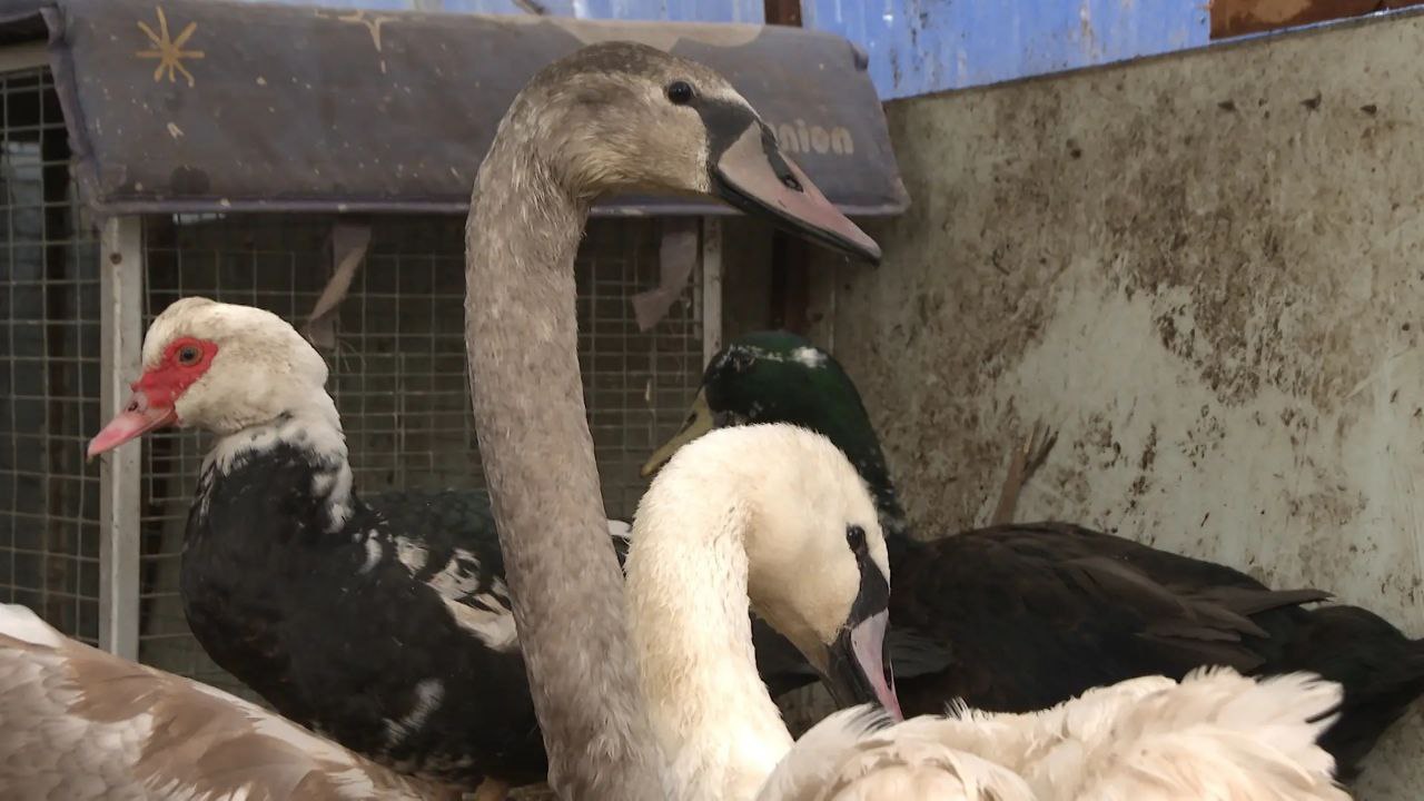 Волгоградские волонтеры спасли двух лебедей из ледяного плена Волгоградские волонтеры спасли двух лебедей из ледяного плена