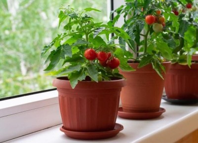 ����� �� �����������: ��� ��������� ���������� ���������� �����