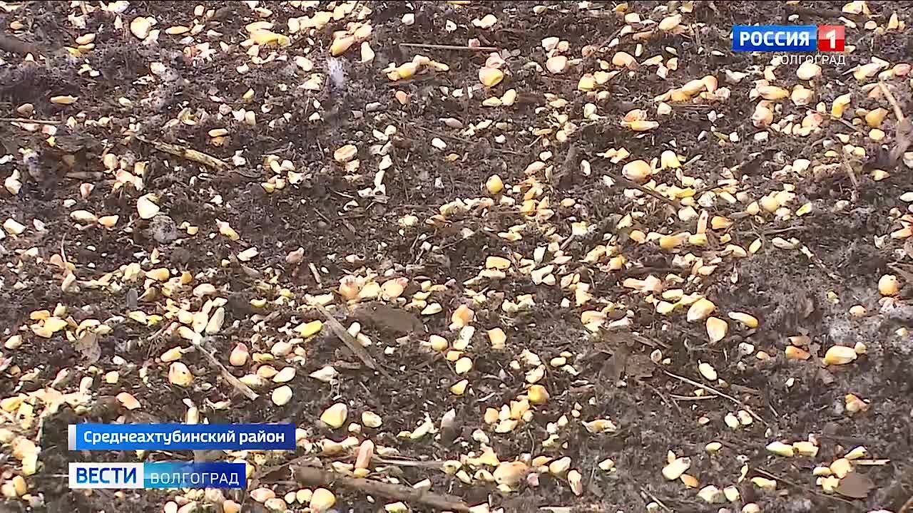 Специальные площадки создают для подкормки диких животных в лесах Волгоградской области