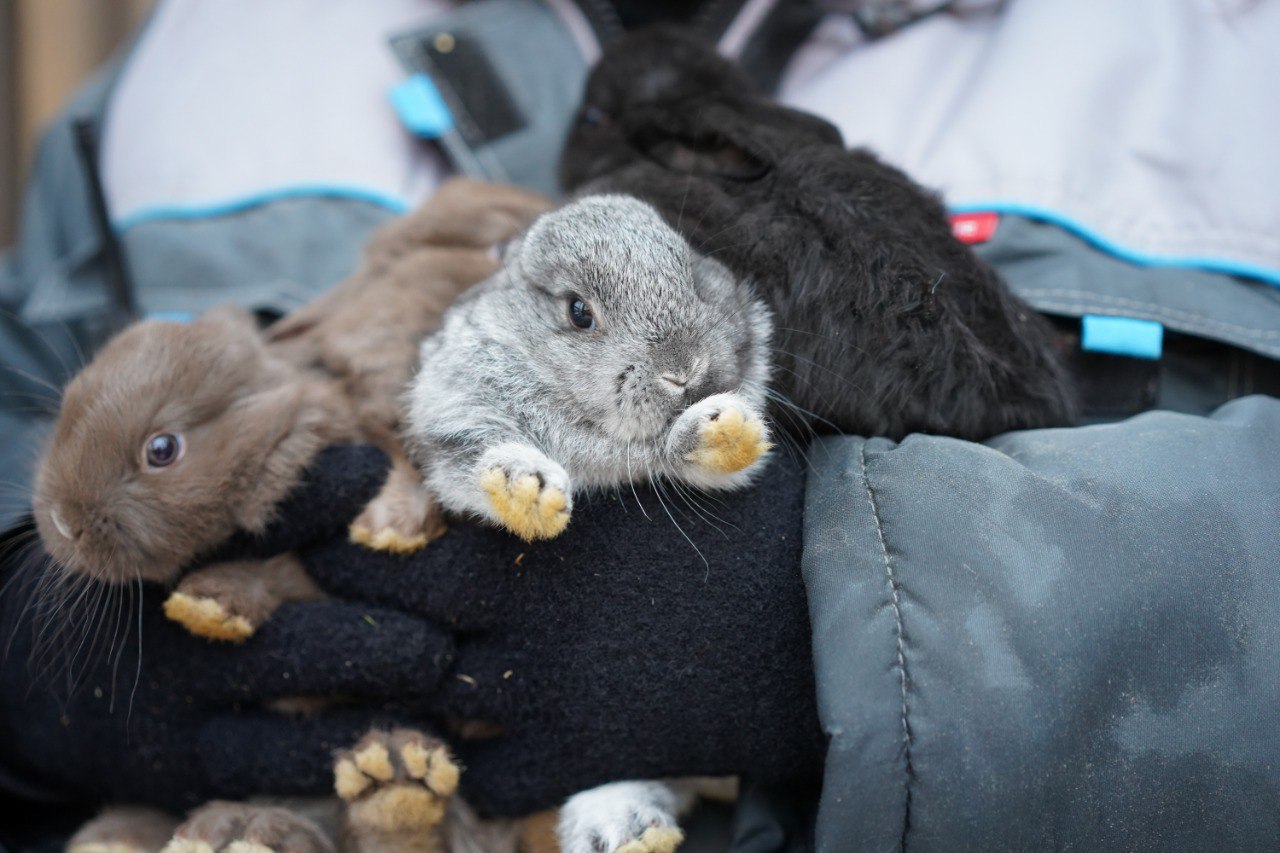 В ЦПКиО Волгограда первое потомство кроликов готовят ко встрече с посетителями «Альпаково» В ЦПКиО Волгограда первое потомство кроликов готовят ко встрече с посетителями «Альпаково»