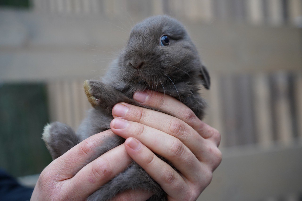 В ЦПКиО Волгограда первое потомство кроликов готовят ко встрече с посетителями «Альпаково»