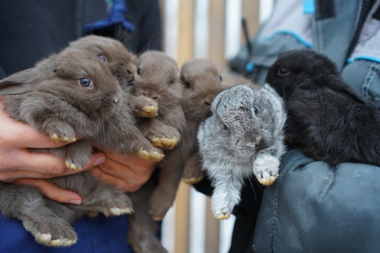 В ЦПКиО Волгограда первое потомство кроликов готовят ко встрече с посетителями «Альпаково» В ЦПКиО Волгограда первое потомство кроликов готовят ко встрече с посетителями «Альпаково»