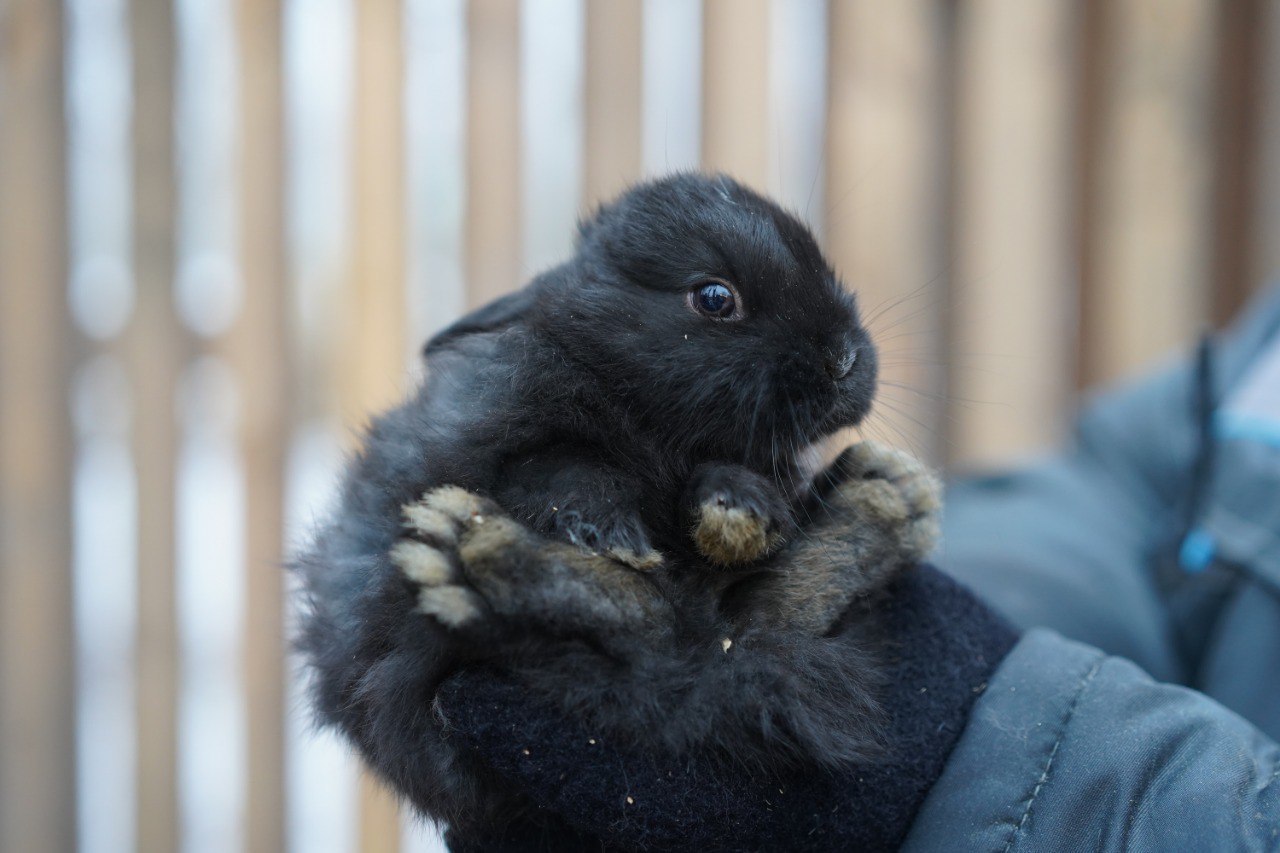В ЦПКиО Волгограда первое потомство кроликов готовят ко встрече с посетителями «Альпаково» В ЦПКиО Волгограда первое потомство кроликов готовят ко встрече с посетителями «Альпаково»