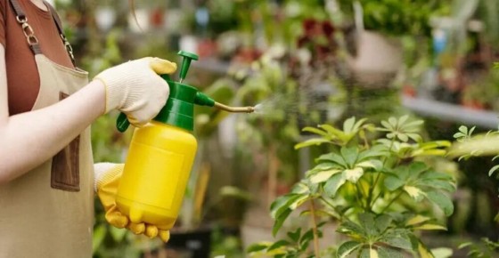 ��������� ���������: ������������ ������� ��� ������ ����