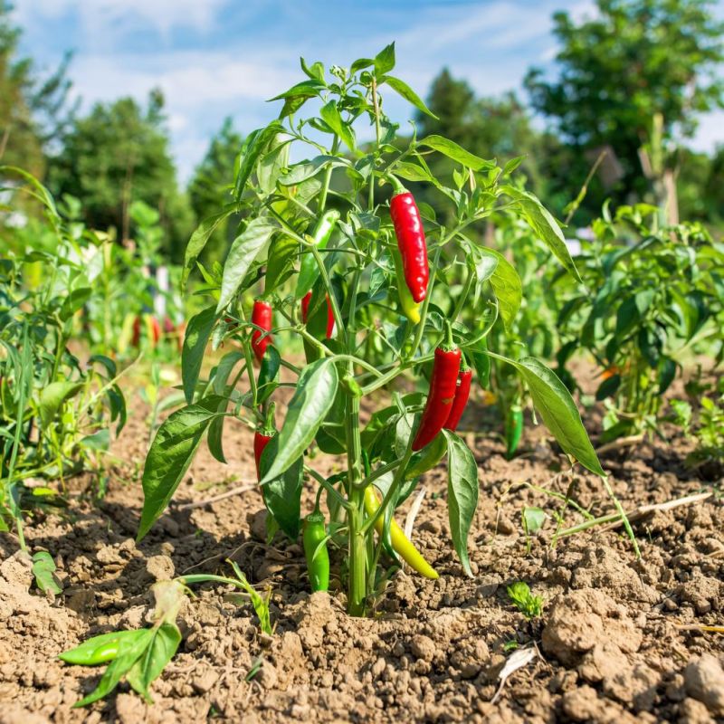 ���������� ����� � ������� ����: 5 ��������, ������� ������ ���