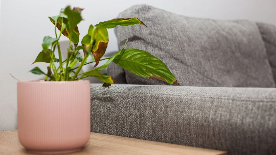 ���������� ���� ������������� �����: ����� �� �������� ����������� ������ ��������� ��������