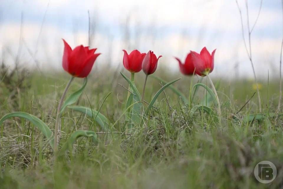 ���������� �������� ���� ������������� �����