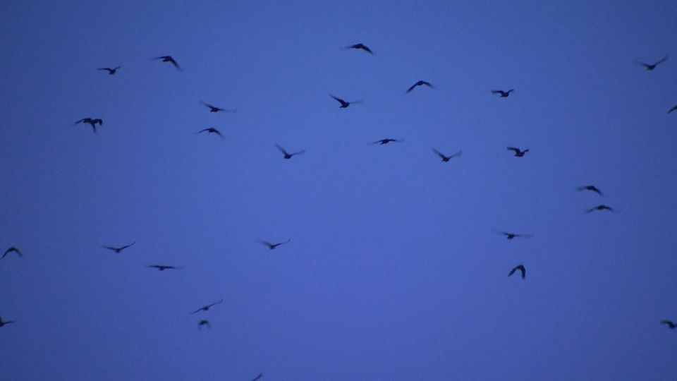 Серия магнитных бурь ожидает волгоградцев в январе