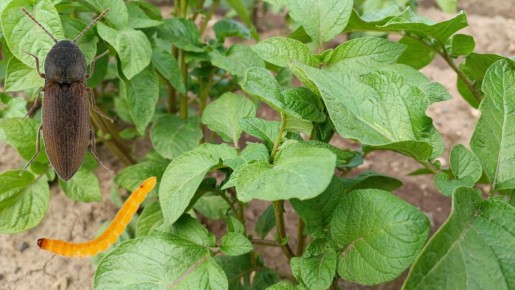 ����� ������ � �������������: ����������� ������ ��� ��������