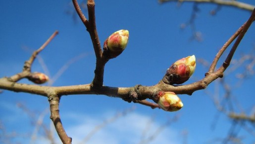 ������ ������� ���������: ��������� � ������ � ��� � ���� ��������