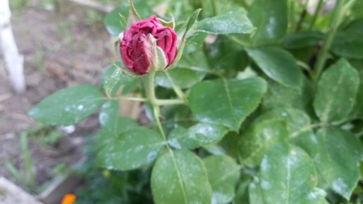 ������ �� ���������� ��� � ������ �������