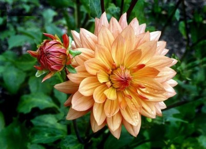 ������� ��������� ����������� ���������