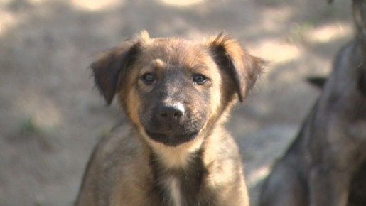 � ���������� �������� ��������� ������������ ��������� ��� �������� �������� � ����������